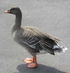 Bean Goose Bean Goose